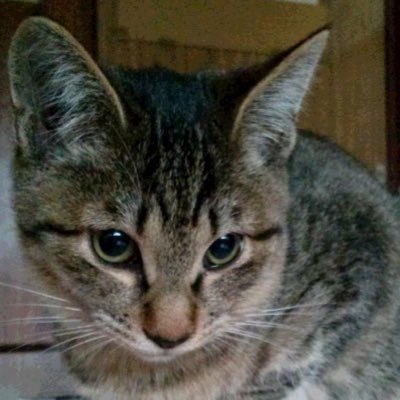 キジ猫 Kijineko Twitter