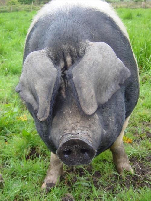 ChinoisChef's profile picture. Hospitality consultant. Born into a family of Chefs. Family businesses, BBQ King, Golden Century. Wine addict!