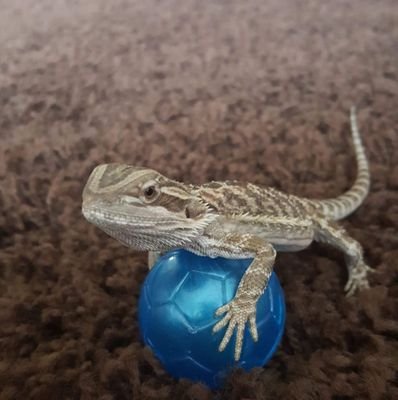 rico_da_lizard's profile picture. Hot deserts makes me happy and alive