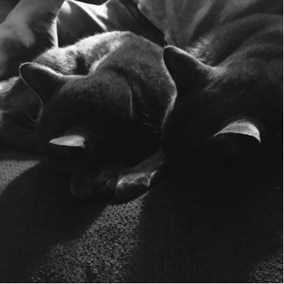 aptirakittehs's profile picture. We are Harper and Max and Peeta and Qanuk. We *scamper* and do cloud stuff. Mew!