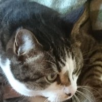 Cat Silver (@dr_key_) 's Twitter Profile