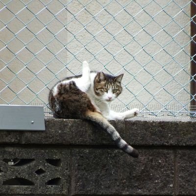 ハタボー Profile