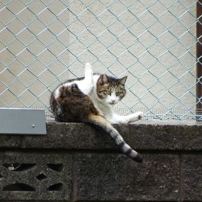 カメラ、写真が好きで、皆さまの載せている綺麗な写真で心を癒してます！お花、風景、食べ物などジャンル問わず写真が好きです！最近は、散歩での野鳥、花をメインで写真を投稿してます。無言フォロー、スミマセン。富士フイルムＸ－T20、コンデジファインピクスS1を使用。