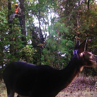 prohunting1's profile picture. 