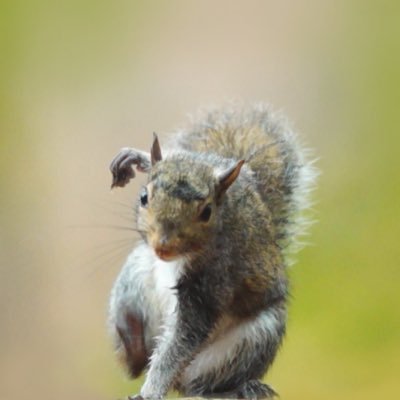 erizoguerrosso's profile picture. internándome en el mundo del tweet