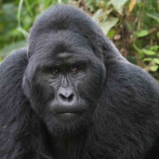 We offer East Africa adventure safaris and travel consultancy services. We handle individual & group ticketing, hotel reservations and transfer services.