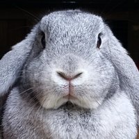 KêssiR 🇩🇪🇵🇭🏳️🌈🏳️⚧️🐰 (@kessireusly) 's Twitter Profile Photo KêssiR 🇩🇪🇵🇭🏳️🌈🏳️⚧️🐰 (@kessireusly) 's Twitter Profile Photo