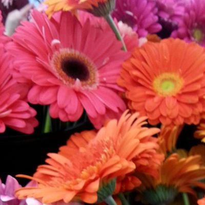 daizyladyaz's profile picture. To encourage women to be all that they were created to be as an individual. My faith is a part of my life and guides me.