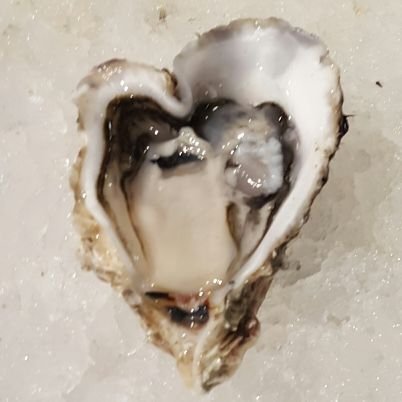 Oysters are our business and we take the greatest care and pride in producing the very best, freshest, tastiest live oysters for you, our beloved customer!