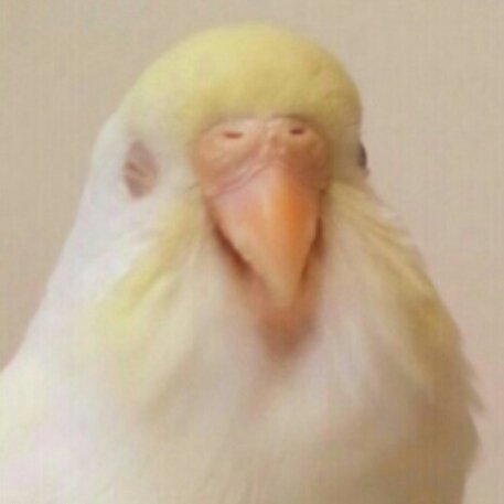 鳥を愛する6歳児🐤脳出血っぽい脳梗塞/右半身麻痺/高次機能障害でもディープテック&動物福祉の会社に転職→さいつよ港区女子しつつシリア🇸🇾支援/STROKE Survivor/لنصبح اصدقاء😈❤️WASEDA/SQU🇴🇲/美容垢笑/逆縁の菩薩/脳卒中な奴らは大体友達/