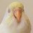 ʏᴜʟᴅᴜᴢ ♡ Peep Cheep totti يوكوのアイコン
