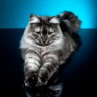 * Smokeriver * (@helpfulpaws) 's Twitter Profile