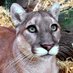 PredatorsoftheHeart (@pothsanctuary) Twitter profile photo PredatorsoftheHeart (@pothsanctuary) Twitter profile photo