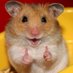 Lucky Hamster Profile picture