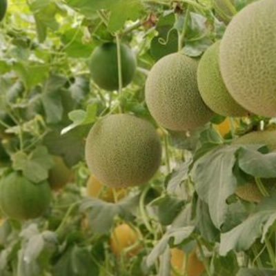 HajebRohollah's profile picture. 