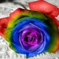 Kawsar Chalak (@kawsarchalak) Twitter profile photo