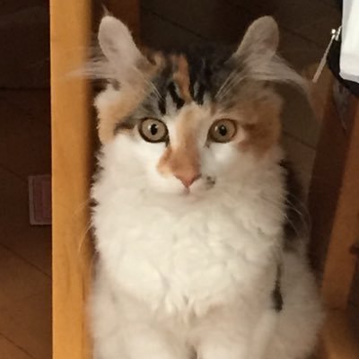梅澤淳稔 104ume Twitter