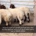بيع خرفان و تيوس ذبايح الدمام الخبر (@w0w311) Twitter profile photo بيع خرفان و تيوس ذبايح الدمام الخبر (@w0w311) Twitter profile photo