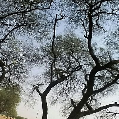 RChirya's profile picture. 