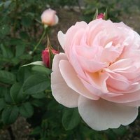 Rose Champ (@rosechamp4) 's Twitter Profile