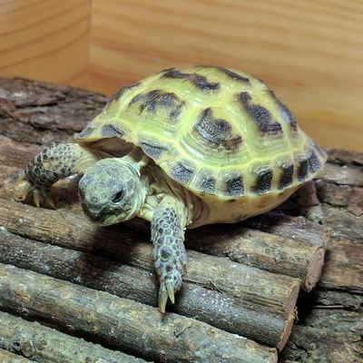 I'm a tortoise called Leo. I like cucumber and my hobbies include jumping off things.