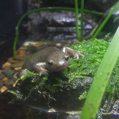 comekomeko's profile picture. my favorite word is 厭世的 . 正直な話、どうでもいいんだ。