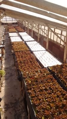 LECHUGAS HIDROPÓNICAS,  VERDES Y ROJAS, CRESPAS Y MARINAS (hoja roble). BERRO HIDROPÓNICO, RÚCULA ORGÁNICA