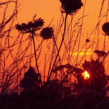 Midzomeravond Den Ham: gezelligheid, muziek en kunst op de Brink!