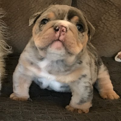 Bullyrazzi's Blue Mamba aka Mamba Wrinkles The Choo Choo train bulldog! Follow me and watch me grow!