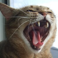 岡林ちひろ (@room299) Twitter profile photo