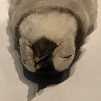 kiyonjyuusan's profile picture. 最近試合が見れていなくて発作が起きかけているKOP。追い討ちをかけるが如く実家にいる兄弟がエバトニアンになっていた。 https://t.co/TWqt4jWdHB