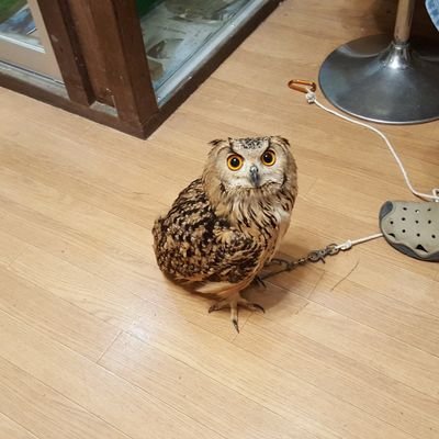 kane2na's profile picture. 取り敢えず始めてみたが、、、
音楽と漫画とゲーム。弐寺とlov4と黒ウィズ
弐寺/9段/3152-9989