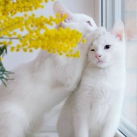 nyangi-mudhai (@cmudhai) 's Twitter Profile