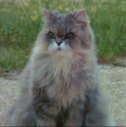 momoironekochan's profile picture. 座右の銘は老衰です。 日本一周を夢見る夫婦https://t.co/5fMh96PSixチャンネル登録していただけると嬉しいです。 ドローン飛行許可承認済みMavic2Pro、 DJI Mavic3  水中ドローンPowerVision PowerRay