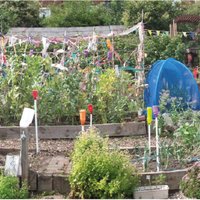 Firth Park Community Allotment (@firthparkallot) 's Twitter Profile