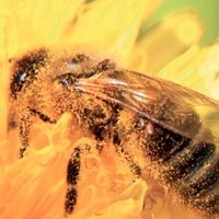 Bee Week(@EUBeeWeek) 's Twitter Profile Photo