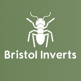 Bristol Invertebrate Group (BIG), sponsored by the RES.  Follow for all things insect / invertebrate. Run by @cachivers
