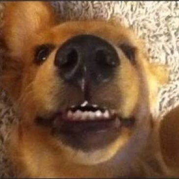 shash___i's profile picture. 