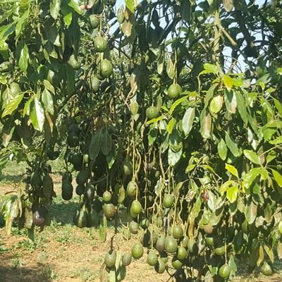 Eleazarcarril20's profile picture. Lic. En derecho