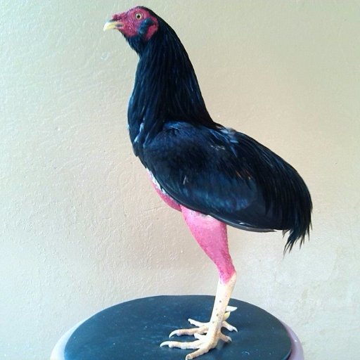 manuel262789's profile picture. criador de gallos de combate