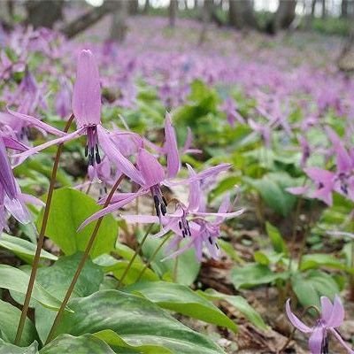 北海道の旅行案内始めました。見ているだけでも綺麗な写真とか情報を配信たいと思います☆相互フォロー、リフォロー、フォロー返しをしています。どうぞ、宜しくお願いします。