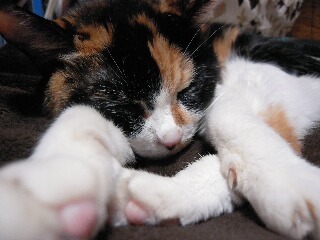 calico