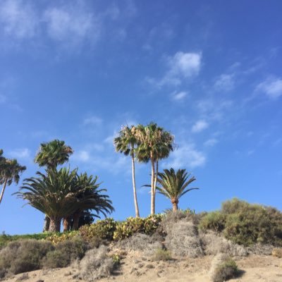 SerenitySid's profile picture. 