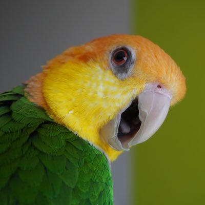 ラキパ エビ天ちゃん 抹茶ちゃん 八重桜インコ ラキパ エビ天ちゃん 抹茶ちゃん 八重桜インコ