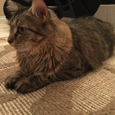 My name is Izzy! I am a 2 year old cat from Indianapolis, Indiana. I live with my 4 awesome owners, one is @hawkeye89000. My cat brother is @stevethekitcat.