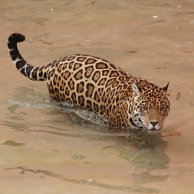 Conocer para querer. Querer para proteger. Difundiendo la biodiversidad del Perú. Dirigido por el Ing. Carlos Párraga Ledesma.