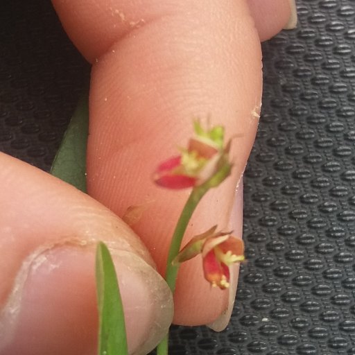 thsxuantoan's profile picture. Cây Thuốc Nam Chữa Bệnh🧐
#followme
#câythuốcnam
#bàithuốcdângian
#flowers
#treelover
#bácsỹ
#chữaBệnh
#Làmđẹp