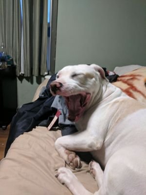 yashi_kobe's profile picture. I'm a Dogg
#DogsofTwitter
#33rd

Owner @EmwoN