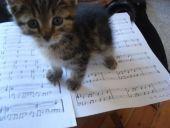 olivierstalon's profile picture. Eclectic #bass