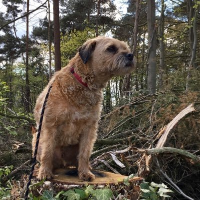 Ruben: Human - Personal assistent to Kelso, my Border Terrier 🐾07-05-‘10 🌈 09-04-‘24 - Kelso: Border terrier #BTposse, zoomies, noms and snoozing